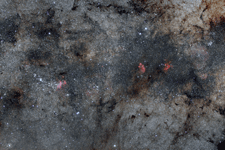 Katzenpfotennebel Widefield